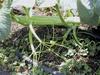 1020 Papez Octipumpkin--Flat Double-wide Vine Pic 4, Tendrels Galore!