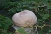 802.5DuRoss08 - The Bird Bath In The Patch...