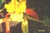 Pollination