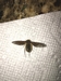 bug id? headless...
