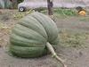 Squash