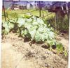  My  Cucurbita